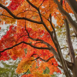 「秋の香りの魔法:キンモクセイが彩る季節の変わり目」