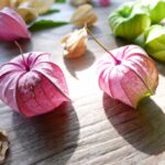 「秋の香りを毎日のバスタイムに!キンモクセイの魅力とキンモクセイ石鹸の極上ケア」