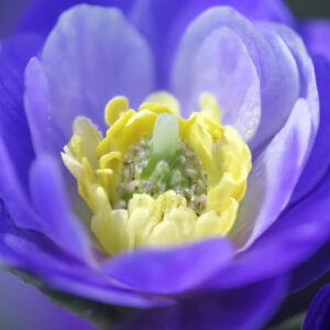 「キンモクセイの魅力:その美しい香りの理由を科学的に解明!」