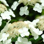 「キンモクセイの香りが漂う季節!その魅力と香る範囲の秘密」