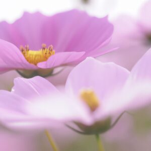 「秋の訪れを告げる花、キンモクセイ:その魅力と香る理由に迫る!」