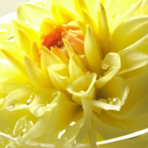 「キンモクセイの魅力:その香りが最も感じられる時間帯とは?」