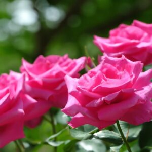 「キンモクセイの香りが呼び覚ます記憶:季節の変わり目に心に残るその瞬間」