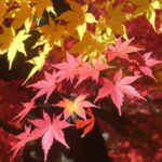 「秋の風物詩：キンモクセイの魅力とその甘美な香りの秘密」