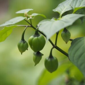 「秋の訪れを告げる香り:キンモクセイの甘い香りがもたらす癒しの効果」