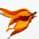 「秋の香りをいつでも: キンモクセイとアロマオイルで作る癒しの空間」