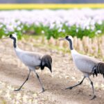 「ウォーキングの極意!毎日の散歩を効果的にする5つの方法」