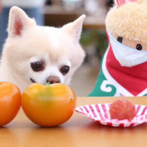 「ウォーキングで姿勢改善！毎日の散歩がもたらす驚きの健康効果」