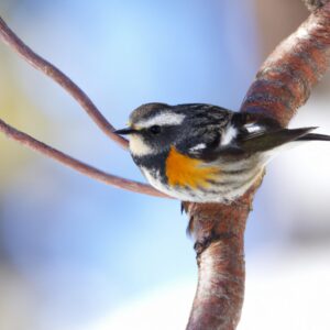「ウォーキング中に聴く癒しの鳥のさえずり：自然との調和を楽しむ方法」