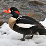 「冬の散歩も快適に！ウォーキングに最適な防寒具の選び方」