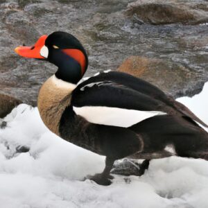 「冬の散歩も快適に！ウォーキングに最適な防寒具の選び方」