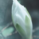 "魂の成長と内なる静けさの探求：心穏やかな生活への究極ガイド"