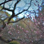 "魂の成長と生命の神秘的な側面：私たちの存在が秘める深遠なる旅"