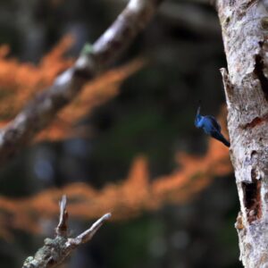 「魂の成長と本質的な自己の開示:自己発見の旅への招待」