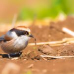 "脳の成長を促進する！環境が果たす驚くべき役割とは？"