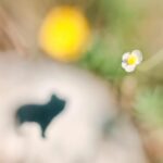 「夢を見ることが脳の成長に与える驚くべき影響」