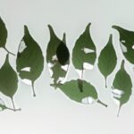 "未来の医療を切り開く: 脳の成長と脳の移植の可能性に迫る"