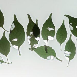 "未来の医療を切り開く: 脳の成長と脳の移植の可能性に迫る"