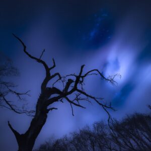 "脳の成長と知覚心理学：私たちの感覚がどのように世界を形作るか"