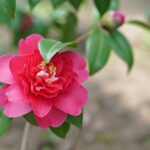 "脳の成長を促進する！知覚の訓練で開花する驚異の能力"