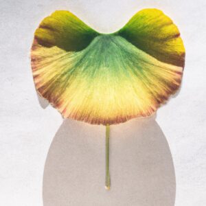 "脳の成長を促進する秘訣：側頭葉の役割とその最大化方法"